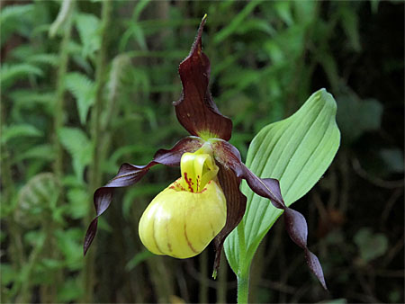 Cypripedium Emil, Blüte