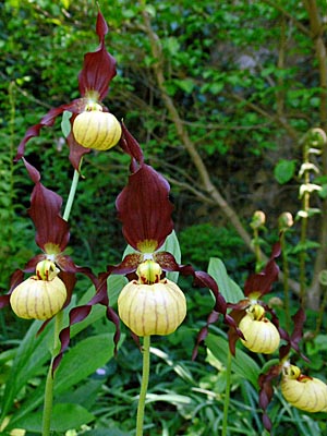 Cypripedium Emil, Blüten