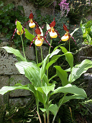 Cypripedium Emil, clump