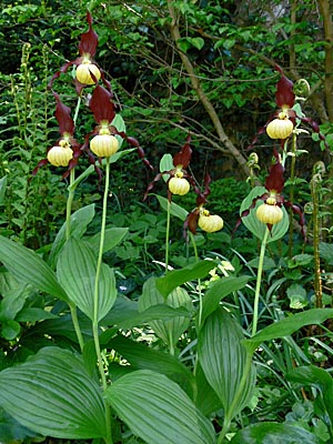 Cypripedium Emil, clump