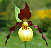 Cypripedium Emil