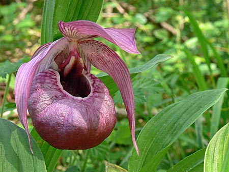 Cypripedium Eurasia, flower