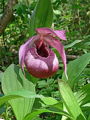 Cypripedium Eurasia, Blüte