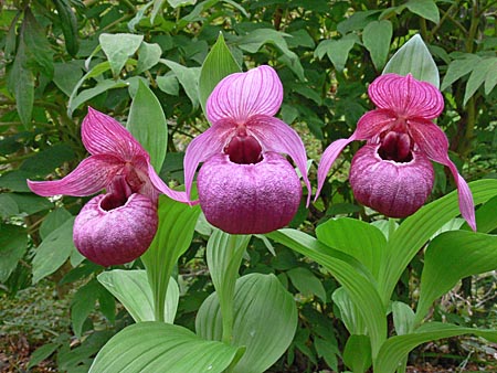 Cypripedium Eurasia, group