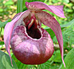 Cypripedium Eurasia