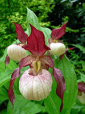 Cypripedium Gisela, Blüte