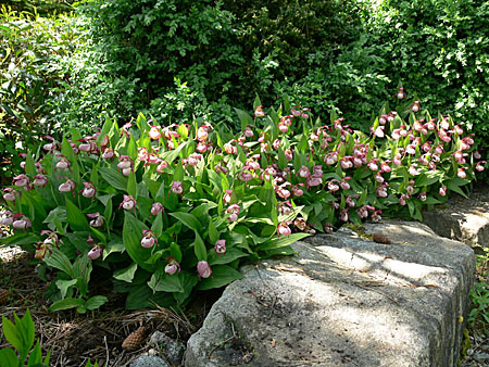 Cypripedium Gisela, clump