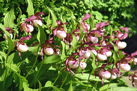 Cypripedium Gisela, clump