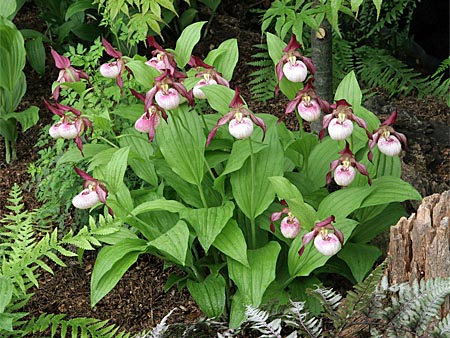 Cypripedium Gisela, clump