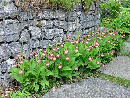 Cypripedium Gisela, clump