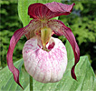 Cypripedium Gisela