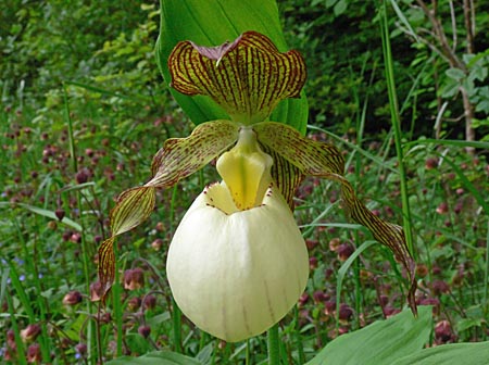 Cypripedium Gabriela, flower