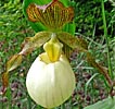 Cypripedium Gabriela