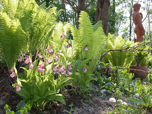 Three Cypripedium Gisela after 5 years