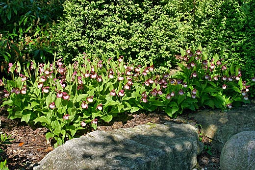 Drei Cypripedium Gisela nach 8 Jahren