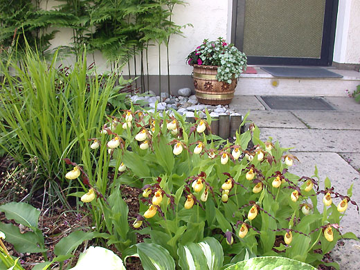 Five plants each of Cypripedium Emil und Ingrid after 3 years