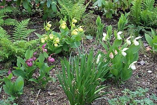 Zuwachs von Cypripedium-Hybriden