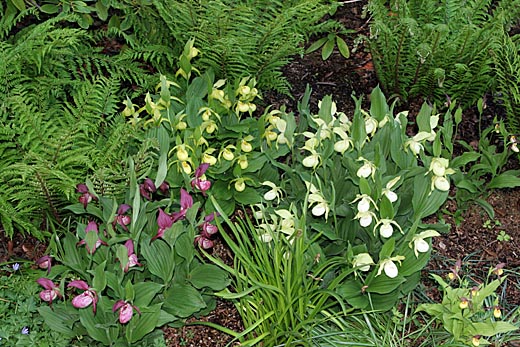 Growth of Cypripedium hybrids +2 years Growth of Cypripedium hybrids +2 years