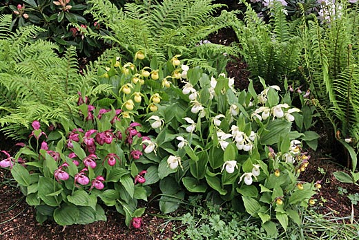 Growth of Cypripedium hybrids +3 years