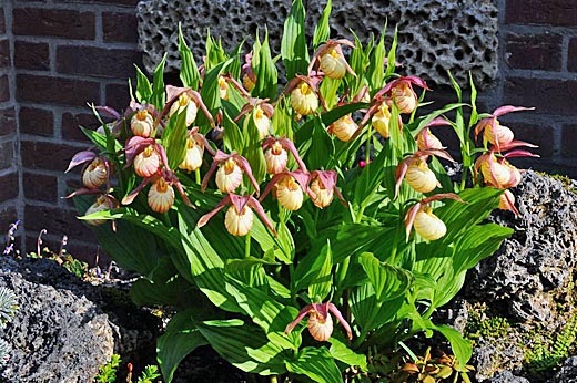 Cypripedium Michael after 6 years