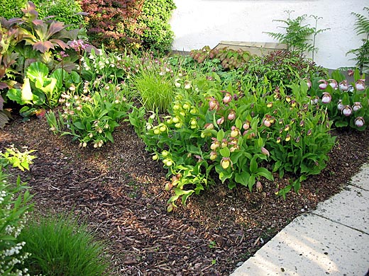 Growth of Cypripedium hybrids