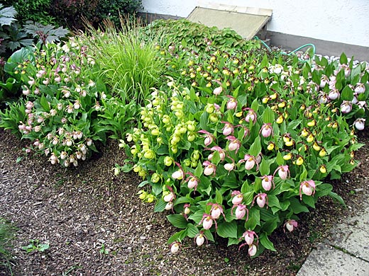 Growth of Cypripedium hybrids +2 years Growth of Cypripedium hybrids +2 years
