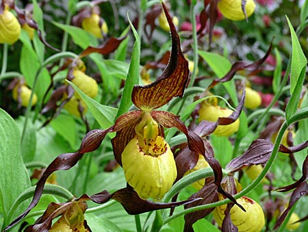 Cypripedium Hank Small, flower