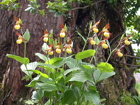 Cypripedium Hank Small, clump