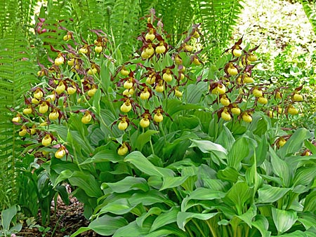 Cypripedium Hank Small, clump