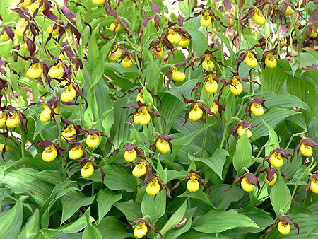 Cypripedium Hank Small, clump