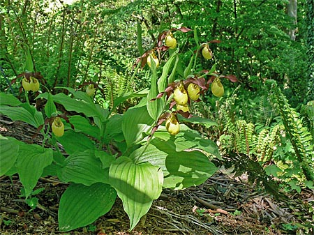 Cypripedium Hank Small, clump