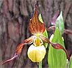 Cypripedium Hank Small