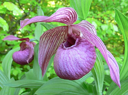 Cypripedium Henric, Blüte