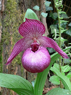 Cypripedium Henric, Blüte