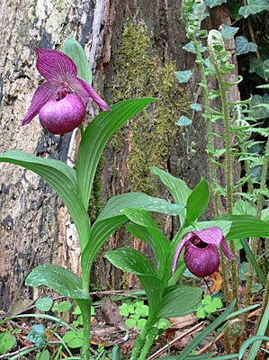 Cypripedium Henric, Gruppe