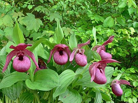 Cypripedium Henric, Gruppe