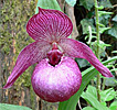 Cypripedium Henric