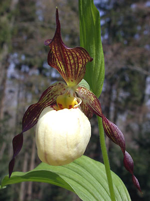 Cypripedium Inge, Blüte