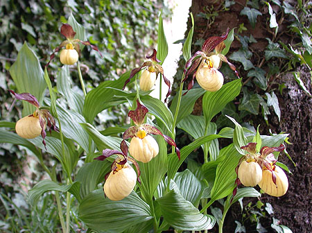 Cypripedium Inge, clump