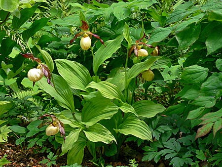 Cypripedium Inge, clump