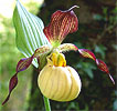 Cypripedium Inge