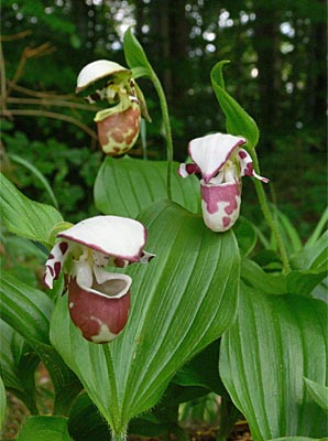 Cypripedium Karo