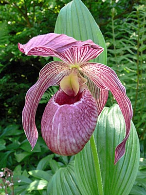 Cypripedium Lucy Pinkepank, flower