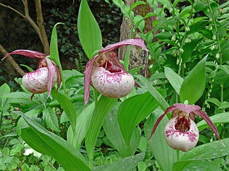 Cypripedium Lucy Pinkepank, clump