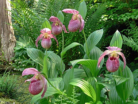 Cypripedium Lucy Pinkepank, Horst Cypripedium Lucy Pinkepank, Horst