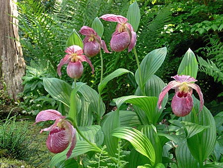 Cypripedium Lucy Pinkepank, clump