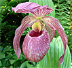 Cypripedium Lucy Pinkepank