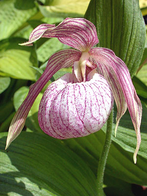 Cypripedium Michael, Blüte