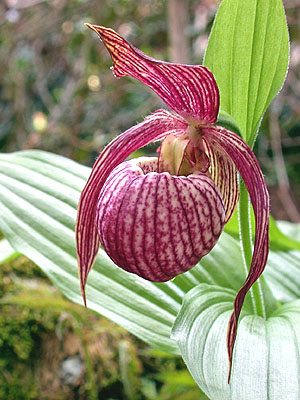 Cypripedium Michael, flower