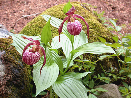 Cypripedium Michael, clump Cypripedium Michael, clump